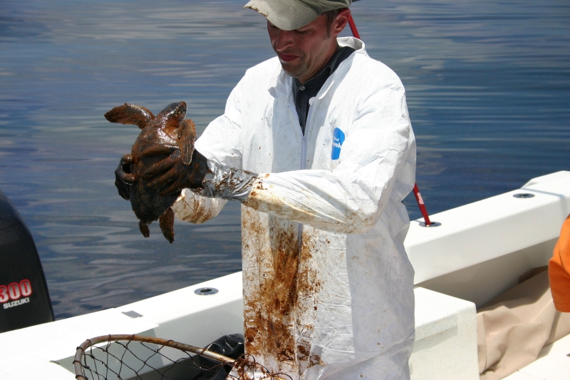 A Kemp's Ridley sea turtle in oil