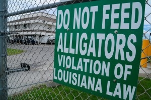 DO NOT FEED THE ALLIGATORS.