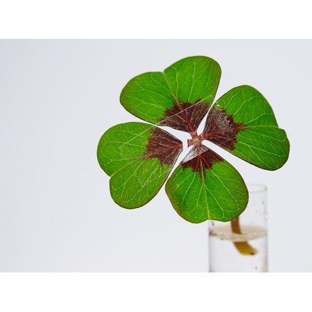 Rotten 4 Leaf Clover that is symbolizing "bad luck" 
